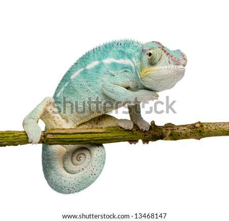 Chameleon Front View