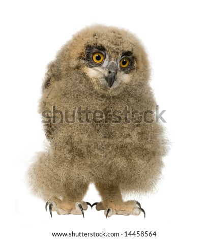 stock photo young Eurasian Eagle Owl Bubo bubo 6 weeks in front