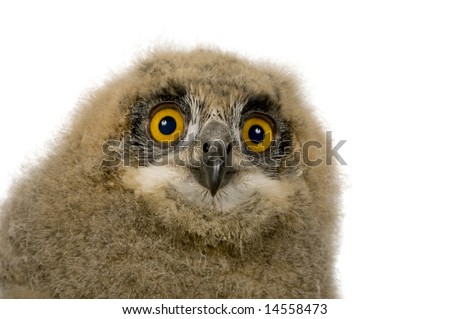 stock photo Eurasian Eagle Owl Bubo bubo 6 weeks in front of