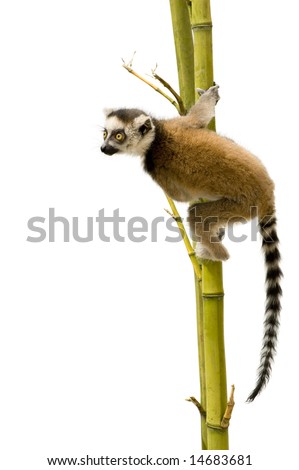 White Tail Lemur