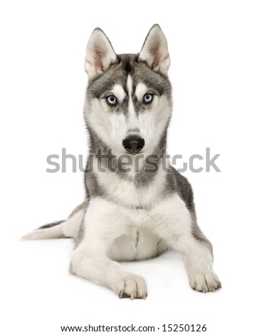 Pictures Of Alaskan Husky. stock photo : Alaskan Husky