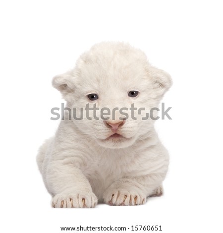 white lion cubs photos. stock photo : White Lion Cub