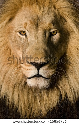 Close-up on a Lion\'s head (4 and a half years) - Panthera leo in front of a white background