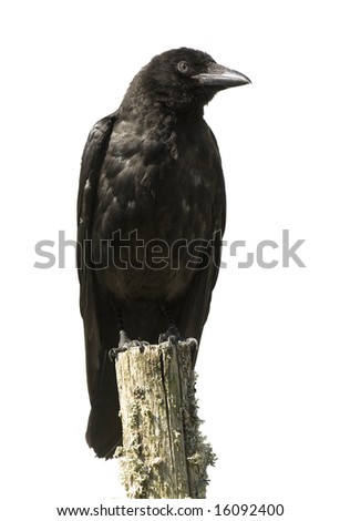 Young Carrion Crow - Corvus corone (4 months) in front of a white background
