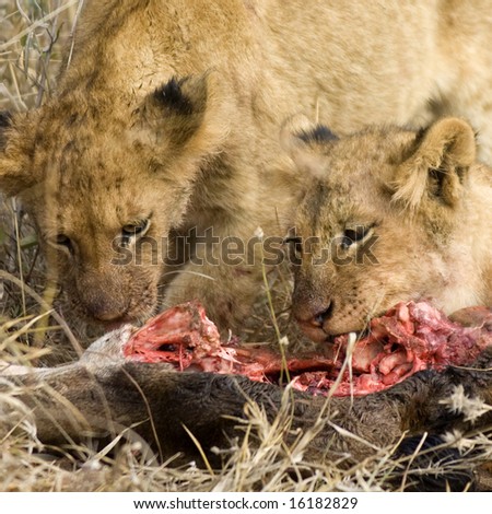 pride of lion eating a giraffe