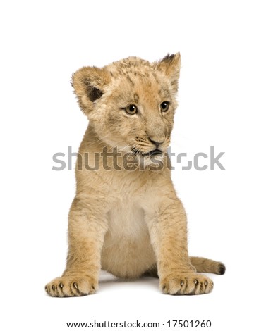 Lion Cub (8 weeks) in front of a white background