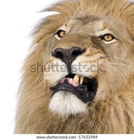 stock photo : Lion (4 and a half years) - Panthera leo in front of a white background