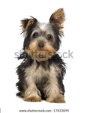 [Image: stock-photo-yorkshire-terrier-months-in-...633044.jpg]
