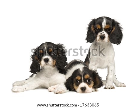 Cavalier King Charles Spaniel Puppies. stock photo : puppies Cavalier