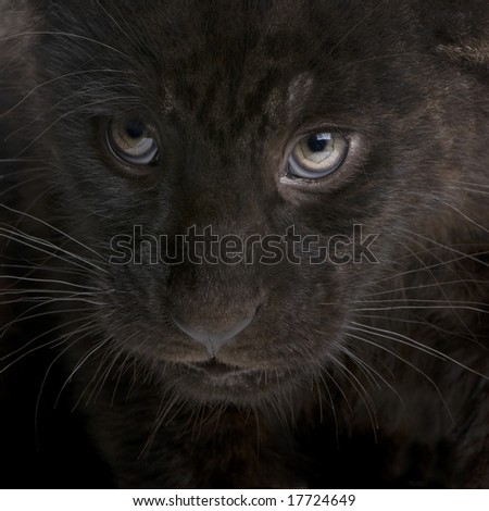 Jaguar cub (2 months) - Panthera onca in front of a white background