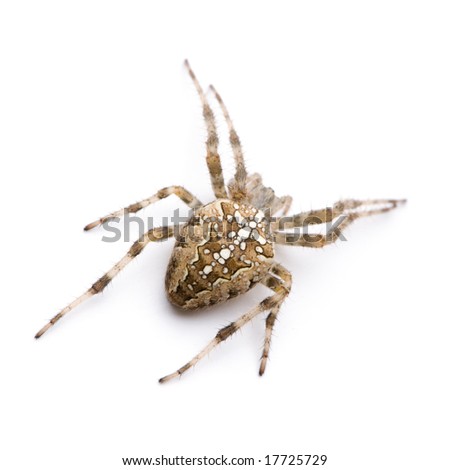diadem spider - Araneus diadematus in front of a white background