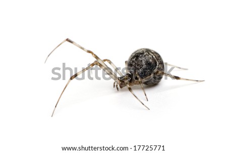 Common house spider - Achaearanea tepidariorum in front of a white background