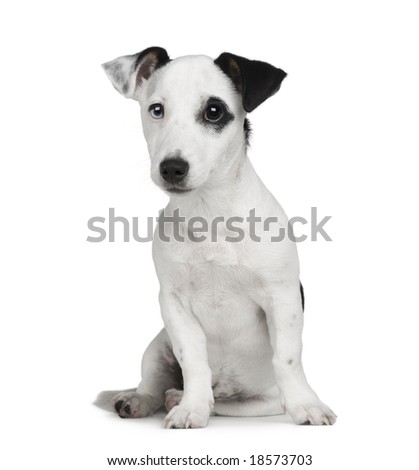 puppy Jack russell (5 months) in front of a white background