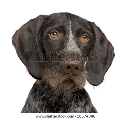 German Shorthaired Pointer german shorthaired pointer. German Shorthaired Pointer