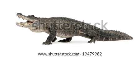 Alligator Front