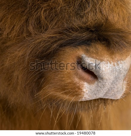 young Highland Cow in front of a white background