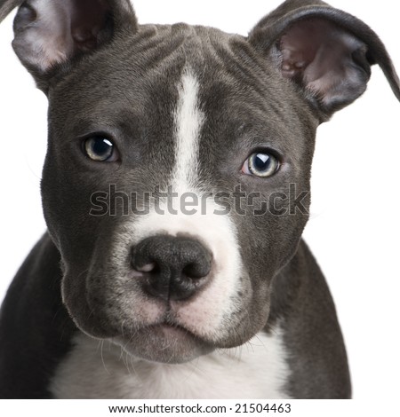 Amstaff3