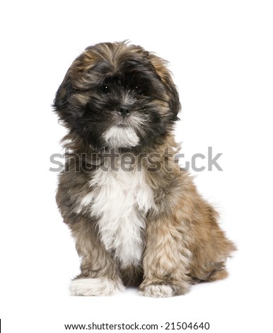 Lhasa Apso Puppies on Puppy Lhasa Apso  3 Months  In Front Of White A Background Stock Photo