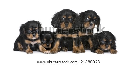 Cavalier King Charles puppy in a row (7 weeks) in front of a white background