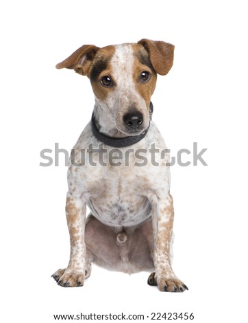 +mixed+with+dachshund dachshund golden retriever mix puppies. +mixed+with+dachshund