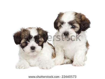 golden retriever mixed with shih tzu. stock photo : puppy mixed-Breed Dog between Shih Tzu and maltese dog (7