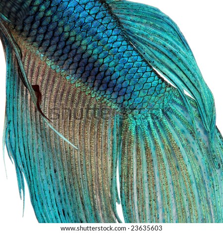 stock photo Closeup on a fish skin blue Siamese fighting fish 