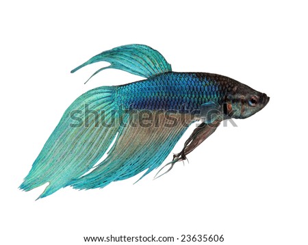 stock photo Closeup on a fish skin blue Siamese fighting fish 