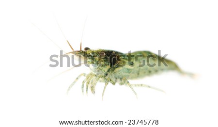 Cherry shrimp - Neocaridina heteropoda in front of a white background