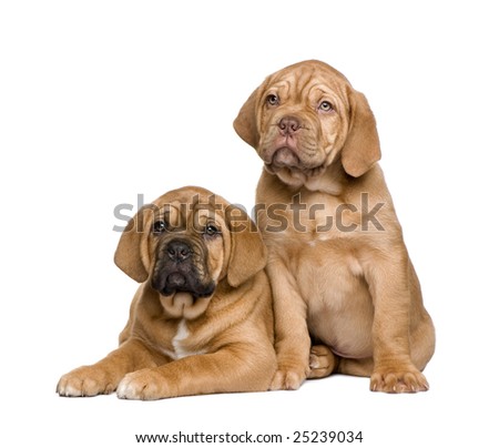 Dogue+de+bordeaux+pups