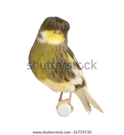 فتح نفس ههه صور كناري Stock-photo-gloster-corona-canary-serinus-canaria-on-its-perch-in-front-of-a-white-background-26759530