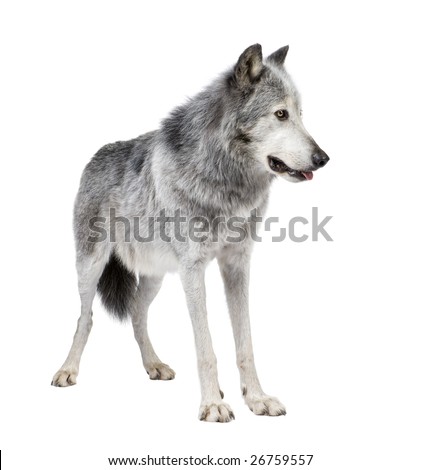 Mackenzie Valley Wolf (8 years) - Canis lupus occidentalis in front of a white background