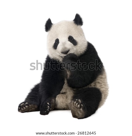 Giant Panda 18 months Ailuropoda melanoleuca in front of a white background Giant Panda 18 months Ailuropoda melanoleuca in front of a white background
