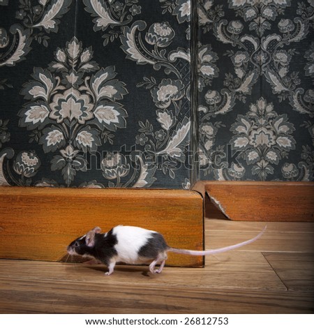 mouse walking in a luxury old-fashioned roon, We can see her hole in the background