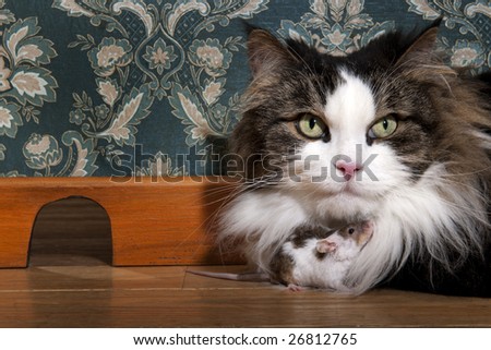 Cat and mouse in a luxury old-fashioned roon