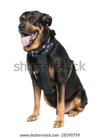 Black And Tan German Shepherd Mix. Dachshund mix for consistently