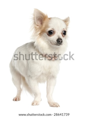 long haired chihuahua photos. stock photo : long haired