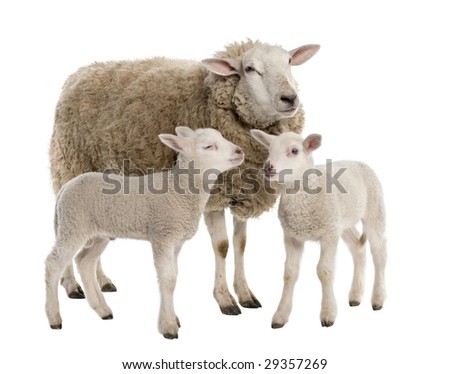 lambs background