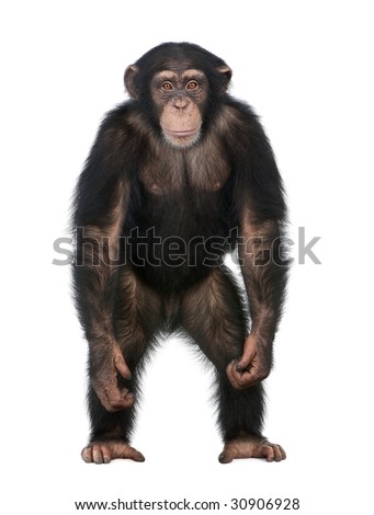 Standing Chimpanzee
