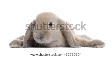 rabbits laying down