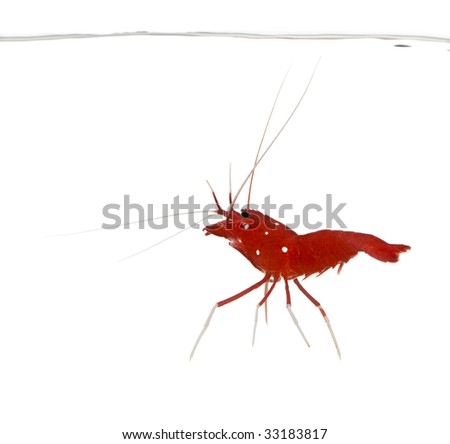 Scarlet Cleaner Shrimp