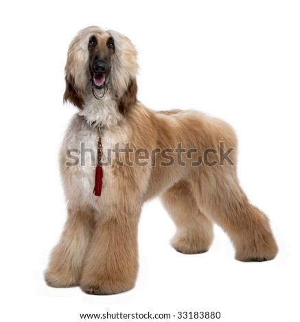 Afghan Hound Grooming