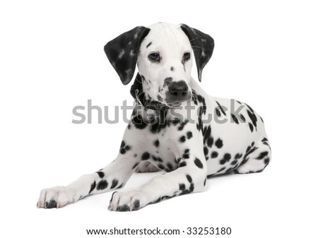 White Dalmatian Puppies