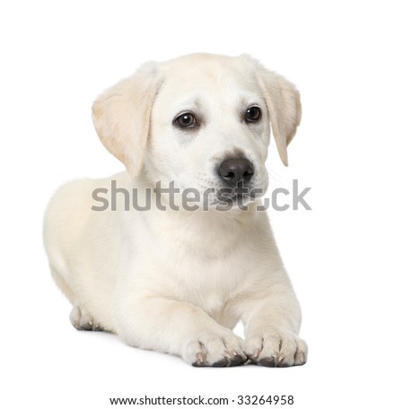 Cream Labrador Puppy