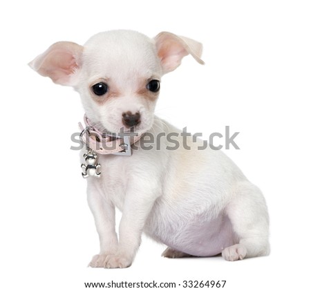 cute chihuahua