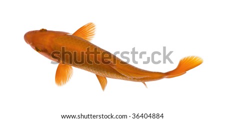 Orange Coy Fish