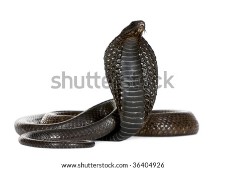 egyptian snake symbol