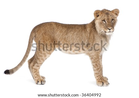 Side view of Lion cub, 8 months old, standing in front of white background, studio shot