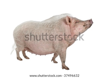 Gottingen Pig