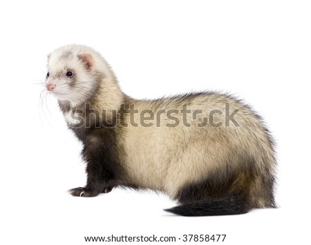 Standing Ferret