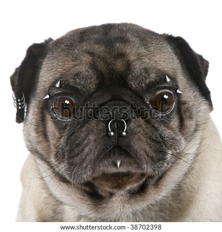 stock photo : Portrait of pug with nose and face piercings in front of white 